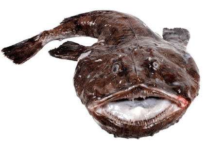 Monkfish